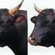 Illustration for article titled Bull Returns from Death, Cloned from His Frozen Testicles